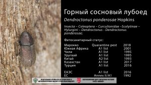 Горный сосновый лубоед (Dendroctonus ponderosae Hopkins)