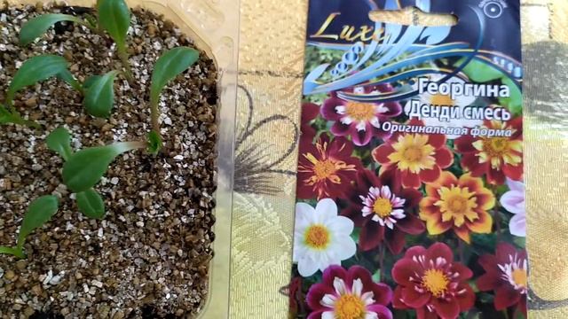 Георгины Денди смесь. Выращивание из семян. смотреть онлайн