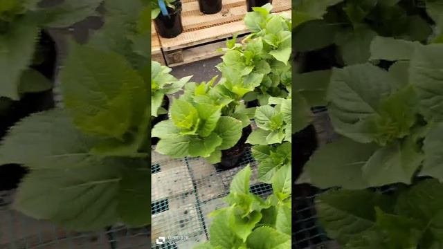 Обзор гортензия крупнолистная Майкоп
