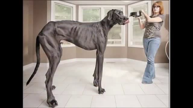 Рекорды Гиннеса! Офигеть смотри! смотреть онлайн