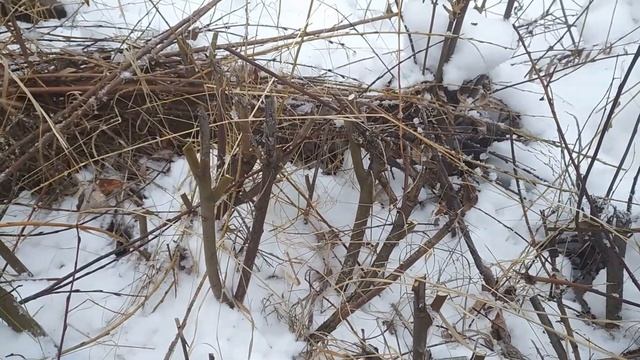 Заготовка и резка ивы для плетения зимой. Часть 1 смотреть онлайн