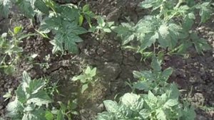 ПОСАДИЛ И ЗАБЫЛ - САМЫЙ ПРОСТОЙ СПОСОБ ВЫРАЩИВАНИЯ ТОМАТОВ ДЕМИДОВ. Видео Ольги Черновой 12 июня.