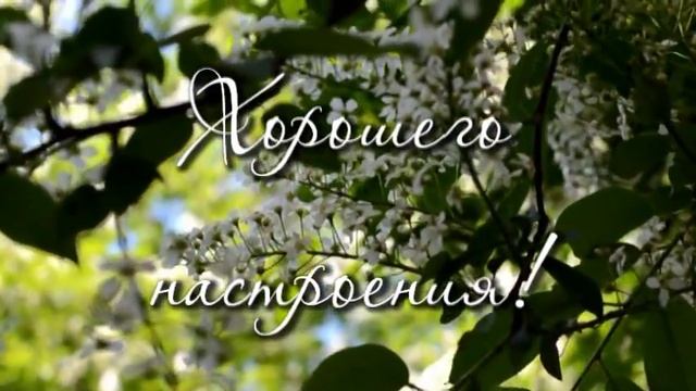 жемчужная свадьба смотреть онлайн