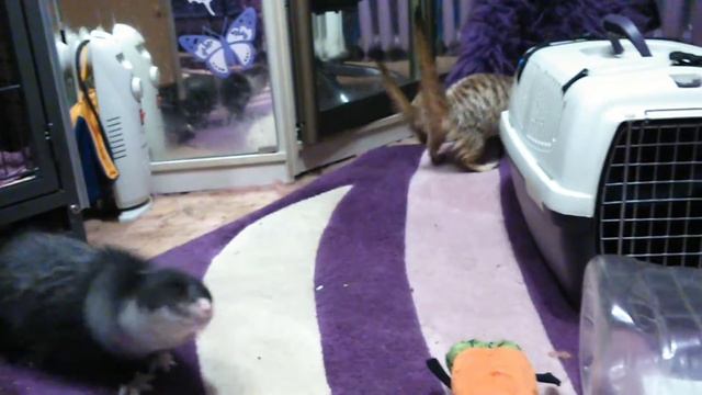 Сурикаты, норки и ужОс в квартире смотреть онлайн