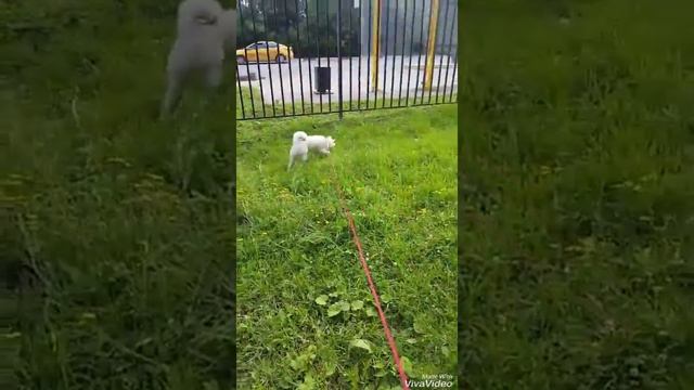 Нам 9 месяцев. Новости. (Кремовая сиба ину, шиба ину) смотреть онлайн