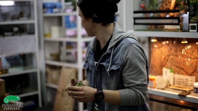 Андреич Жжот! Йеменский хамелеон у вас дома. смотреть онлайн