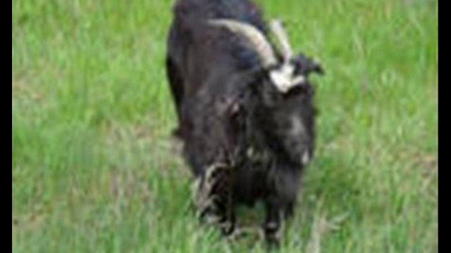 История возникновения предрассудков и суеверий..wmv смотреть онлайн