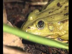 Легкие амфибий