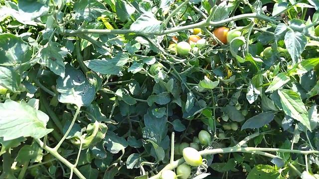 томат Изюм смотреть онлайн