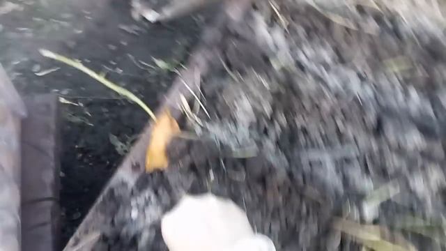 ВСЕ СЕКРЕТЫ ПОСАДКИ ОЗИМОГО ЧЕСНОКА ДЛЯ ПОЛУЧЕНИЯ ОГРОМНОГО УРОЖАЯ! смотреть онлайн