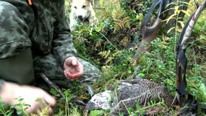 ОХОТА В ОКРЕСТНОСТЯХ ИЗБЫ ГЛУХАРИНОЙ. ДОБЫЛ НЕ ТО