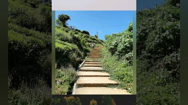 26. ШРИ ЛАНКА. НУВАРА ЭЛИЯ. ХРАМ АШОКАРАМАЯ. ЧАЙНАЯ ФАБРИКА ПЕДРО. ВОДОПАД ЛОВЕРЗ ЛИП. смотреть онлайн