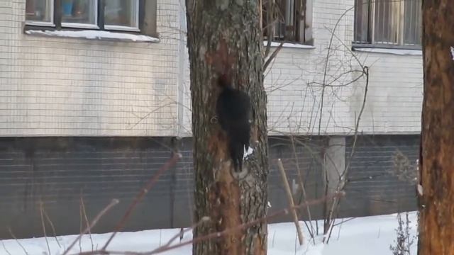 Желна и малый пестрый дятел в Петербурге 23.01.16 смотреть онлайн