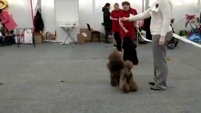 Казань. Фауна весна 2019. Малые пудели смотреть онлайн