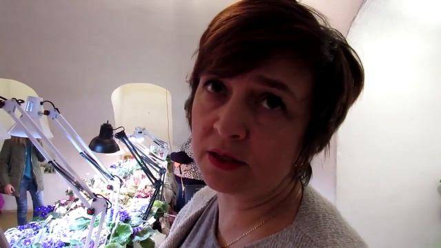 Почему фиалки не цветут Основные причины смотреть онлайн