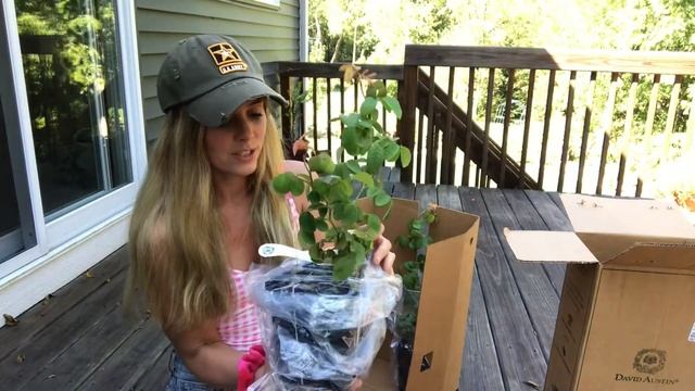 Unboxing my David Austin Generous Gardener climbing rose ? ? смотреть онлайн