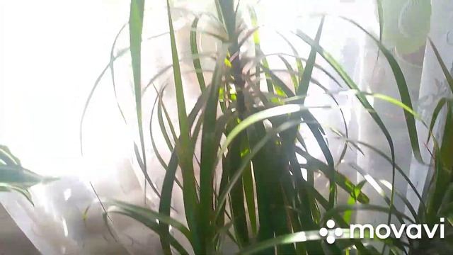 Обзор комнатных растений. 5.08.2020 г смотреть онлайн