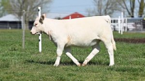 Shaffer Cattle: Lot 5 :: Tag 2061