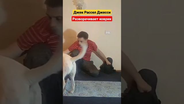 дрессировка Джек Рассела как дрессировать Джек Рассела #дрессировкасобак #какдрессироватьсобаку