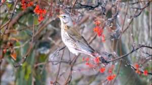 ПТИЦЫ РЯЗАНИ