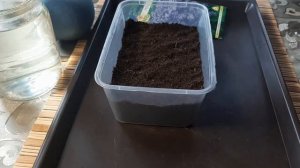 Выращивание гелиотропа из семян. Посев гелиотропа