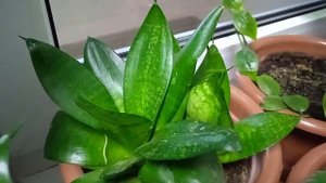 Нужно ли опрыскивать и как поливать сансевиерию розеточную в домашних условиях