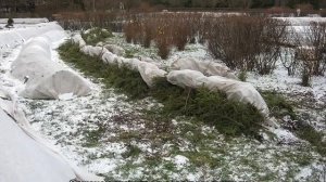 Роза Саммер Сонг (Summer Song) — описание и характеристики сорта