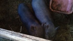 Быстрый откорм свиней