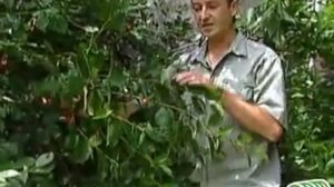 плодовые деревья - вишни