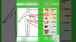 Организм человека 3 класс