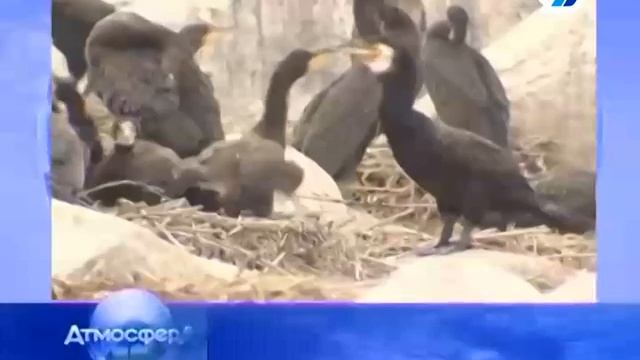 Брачные игры животных. смотреть онлайн