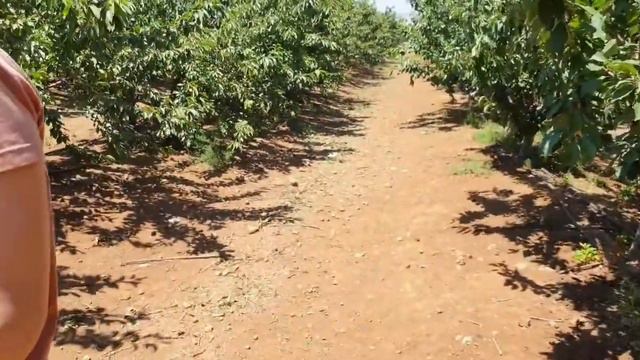 Вишни. Голаны/Ехать или не ехать? Ответ в видео/Я живу в Израиле/ смотреть онлайн