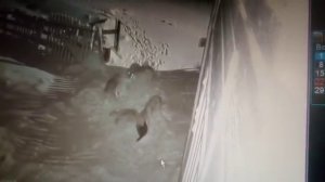 Волки едят собак в той самой Нёноксе Архангельской области