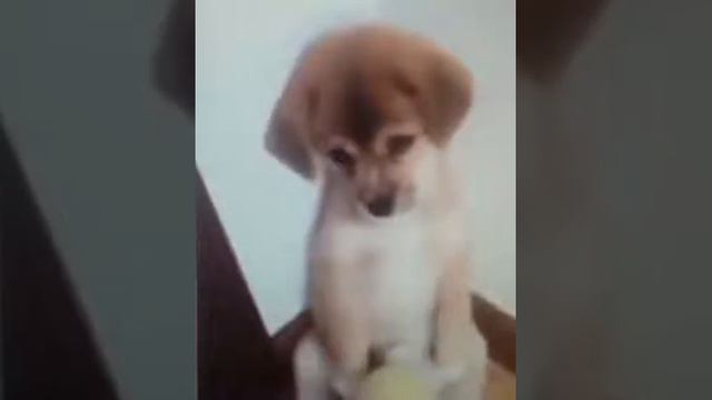 Акита Ину-собака из-за которой хочечеться плакать! смотреть онлайн