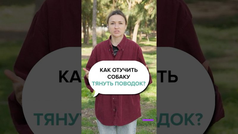 Собака тянет поводок, Как Отучить? Пошаговая Инструкция!