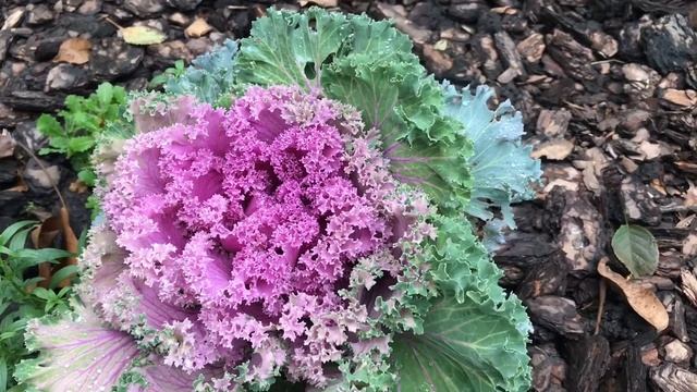 Декоративная капуста в ландшафтном дизайне. смотреть онлайн