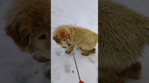 Белый Банхар Янгар. Первое знакомство с домом.