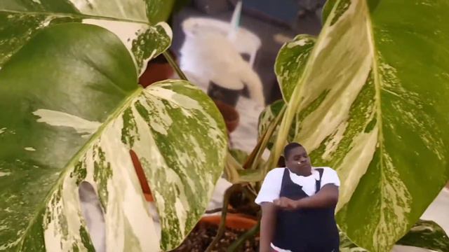 House plant tour🌿 - early 2021 смотреть онлайн