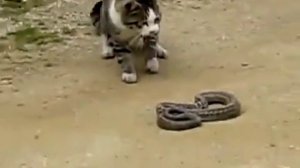 Кошка и змея кто победит?.mp4