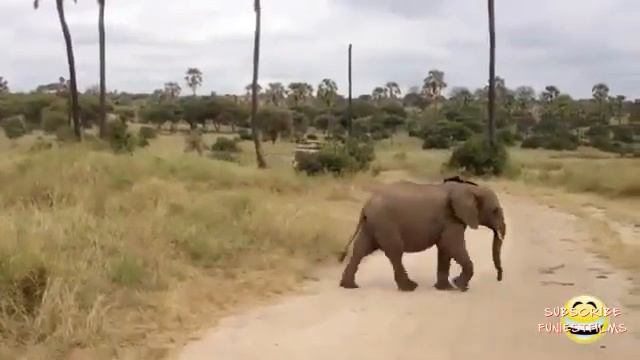 Забавные животные: Мама ты меня забыла. смотреть онлайн