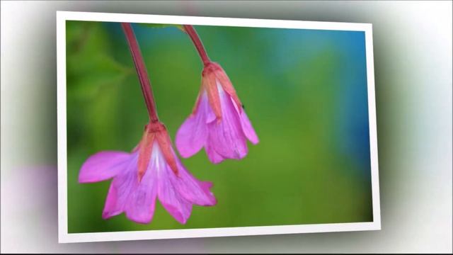 Весенние цветы и весеннее настроение смотреть онлайн