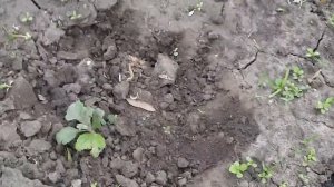 ХРИЗАНТЕМА.ЭФФЕКТИВНАЯ ПЕРВАЯ ПОДКОРМКА ДЛЯ РАЗВИТИЯ.ДЕЛЕНИЕ КУСТА.ПЕРЕСАДКА НА НОВОЕ МЕСТО.