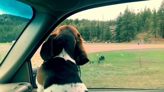 Jasper's favorite thing смотреть онлайн