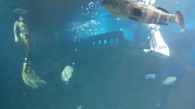 ВЫСТУПЛЕНИЕ РУСАЛОК В АДЛЕРСКОМ ОКЕАНАРИУМЕ смотреть онлайн