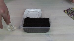 Алиссум как посеять лучший способ