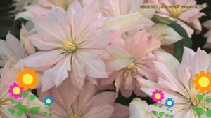 Клематис гибридный Виолет Элизабет. Краткий обзор, описание характеристик clematis Violet Elizabeth