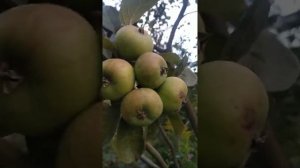 Яблоня Коробовка.