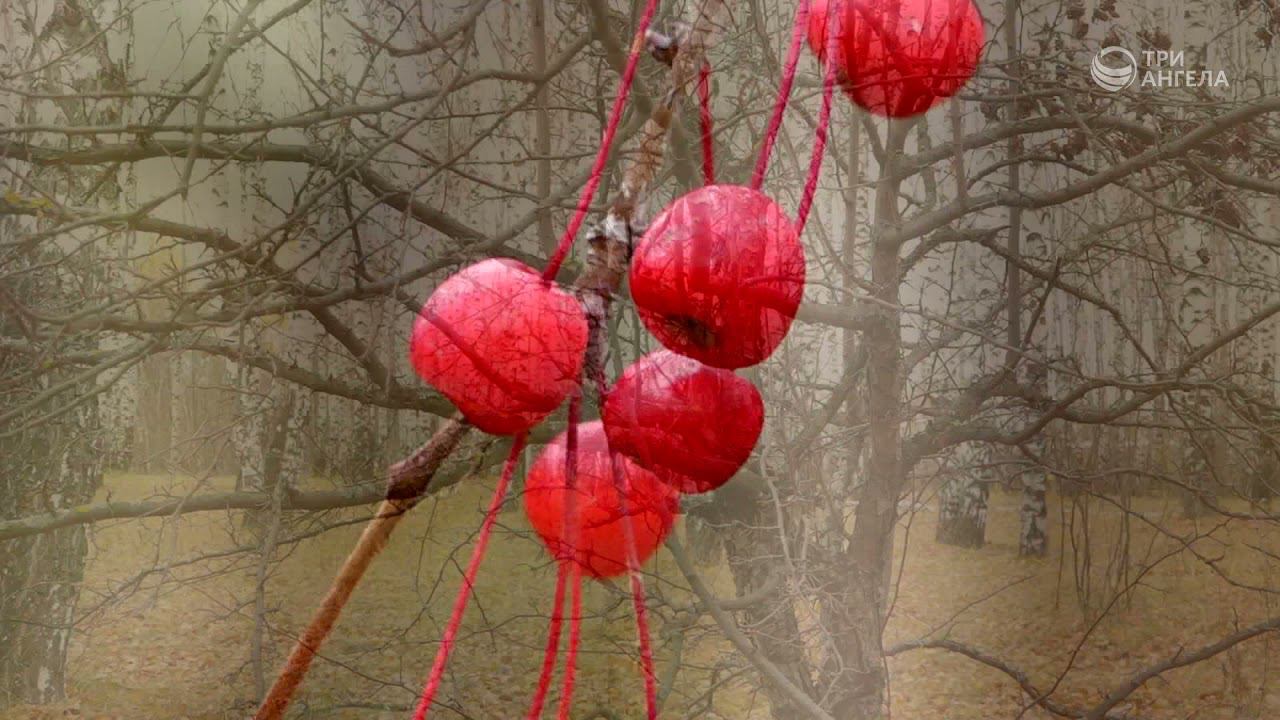 Осенний ролик | Библия и природа