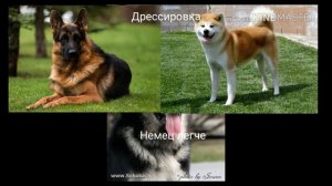Немецкая овчарка vs Акита-ину