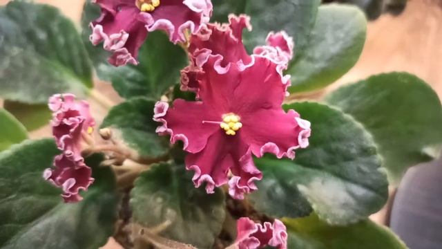 Фиалки СМ-Азалия и ЛЕ-Антарес/My African violets SM-Azalea and LE Antares смотреть онлайн